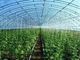 Prefabrykowana lekka konstrukcja stalowa Rolnicza szklarnia warzywna Q235 ISO9001