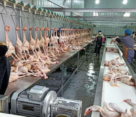 Maszyna do przetwarzania drobiu sterowanie PLC 3-5KW Moc silnika Wysokiej wydajności Produkcja kurczaków kaczek gęsi rzeźba CE certyfikowany